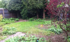 garden with trees - before