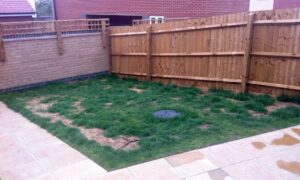 simple garden with dry and dead lawn - before